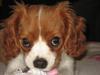 Cavalier king charles spaniel Tulle
