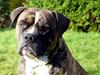 Amerikansk bulldog Balder