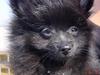 Pomeranian Julius