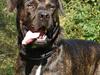 Dogo canario Samson - R.I.P [ Himmelhund]