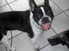 Fransk bulldog Harley