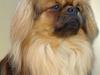 Tibetansk spaniel Khyi-Po