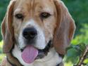 Beagle Bob