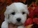 Coton de tulear Smilla