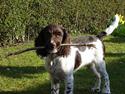 Engelsk springer spaniel Luka