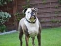 Olde english bulldogge østergaards missy