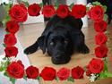 Labrador retriever Formel 1 *Fie <3*