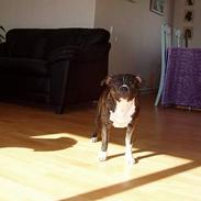 Staffordshire bull terrier Roxystaff Miss Staffi