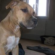 Amerikansk staffordshire terrier hektor