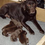 Labrador retriever Coco Loco Michelle Mouton