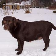 Labrador retriever Coco Loco Michelle Mouton