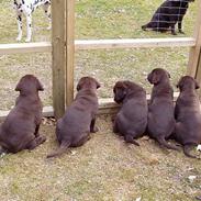 Labrador retriever Coco Loco Michelle Mouton