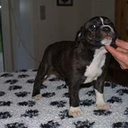 Staffordshire bull terrier Roxystaff Miss Staffi