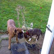 Staffordshire bull terrier Roxystaff Miss Staffi