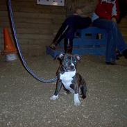 Staffordshire bull terrier Roxystaff Miss Staffi