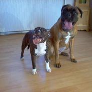 Staffordshire bull terrier Roxystaff Miss Staffi