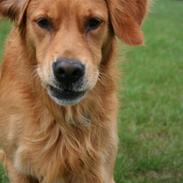 Golden retriever Clyde junior