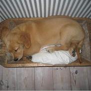 Golden retriever Clyde junior