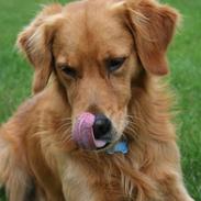 Golden retriever Clyde junior