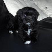 Løwchen Max Løvehjerte