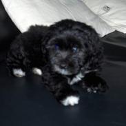 Løwchen Max Løvehjerte