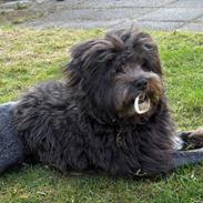 Løwchen Max Løvehjerte