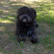 Løwchen Max Løvehjerte