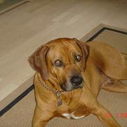 Rhodesian ridgeback Djambo