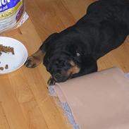 Rottweiler Fenja