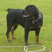 Rottweiler Fenja