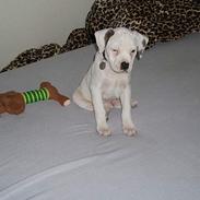 Amerikansk bulldog Rocky