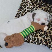 Amerikansk bulldog Rocky