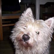 West highland white terrier Lajka