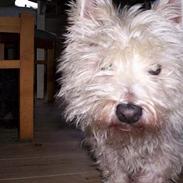 West highland white terrier Lajka