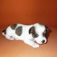 Blanding af racer Azur