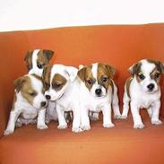 Blanding af racer Azur