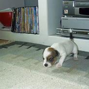 Blanding af racer Azur