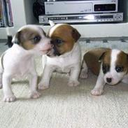 Blanding af racer Azur