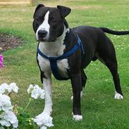 Amerikansk staffordshire terrier Tyson(RIP)