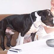Amerikansk staffordshire terrier Tyson(RIP)