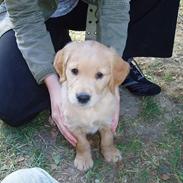 Golden retriever Zeus