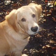 Golden retriever Zeus