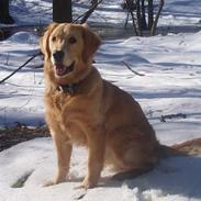 Golden retriever Zeus