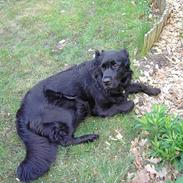 Flat coated retriever Gissa