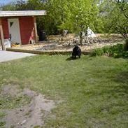 Flat coated retriever Gissa