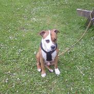 Amerikansk staffordshire terrier Mucho