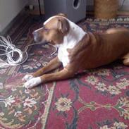 Amerikansk staffordshire terrier Mucho