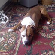 Amerikansk staffordshire terrier Mucho