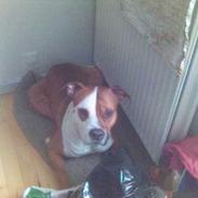 Amerikansk staffordshire terrier Mucho