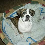 Olde english bulldogge yuma r.i.p
